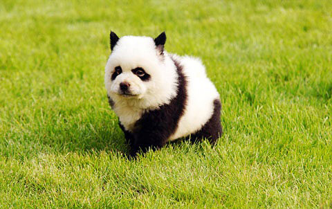 Panda dog hot in China<BR>'熊貓狗'成國(guó)人新寵(圖)