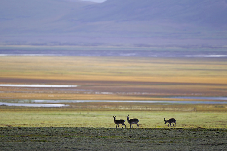 Wildlife photography pioneer blazes trail