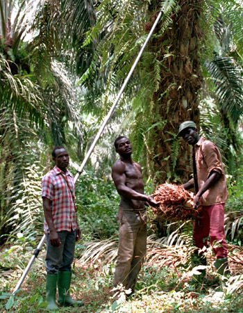 Scenes from Cameroon