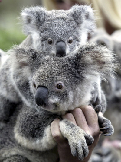 Koalas prosperity