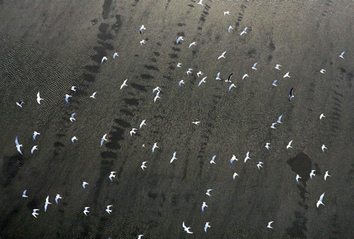 US oil spill threatens wildlife