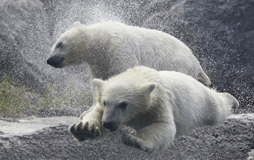 Polar bear cubs make their debut in Quebec