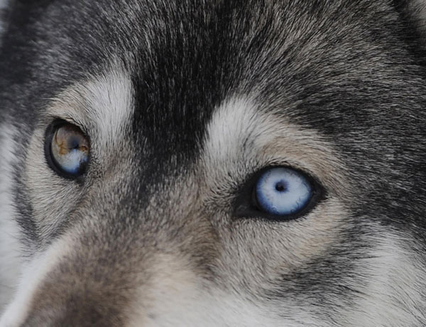 Huskies prepare for rally in Scotland