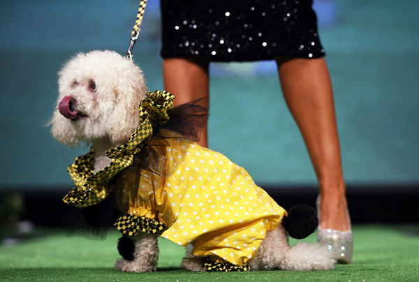 Dog Show