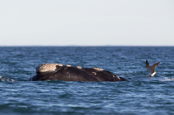 World heritage: Peninsula Valdes, Argentina