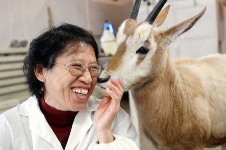 Injured oryx gazella gets on normal life
