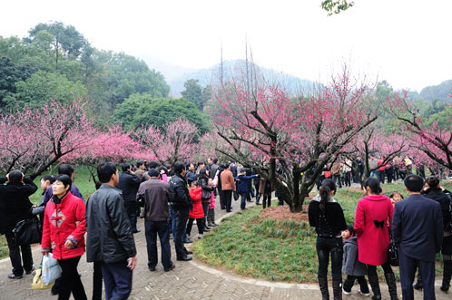 Chaoshan Plum Blossom Festival