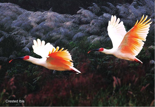 Nature conservation