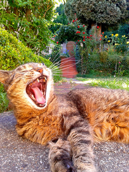 Journey to the Silk Road - Austria