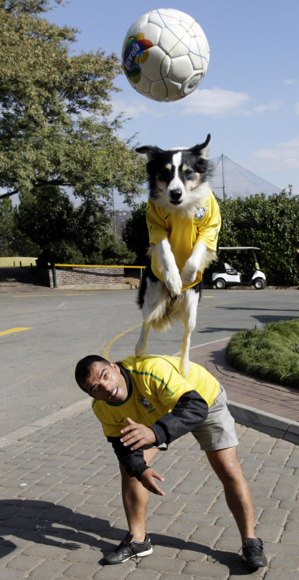 Soccer dog