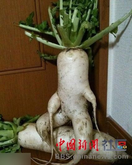 成精的蘿卜君！《大根逃亡記》爆紅
