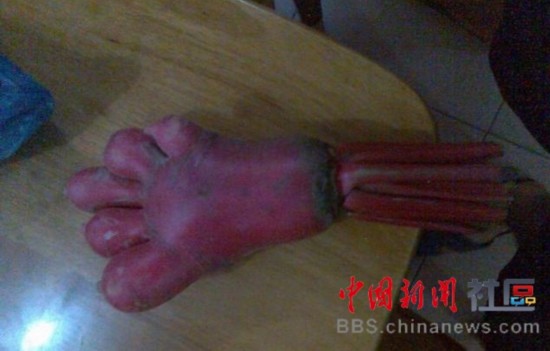 成精的蘿卜君！《大根逃亡記》爆紅