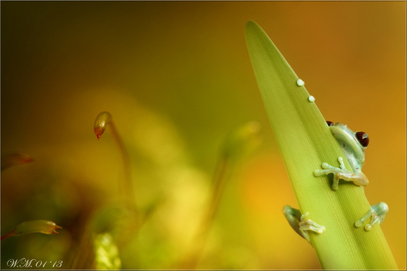 攝影師拍雨林樹(shù)蛙賣(mài)萌：眼睛通紅色彩斑斕