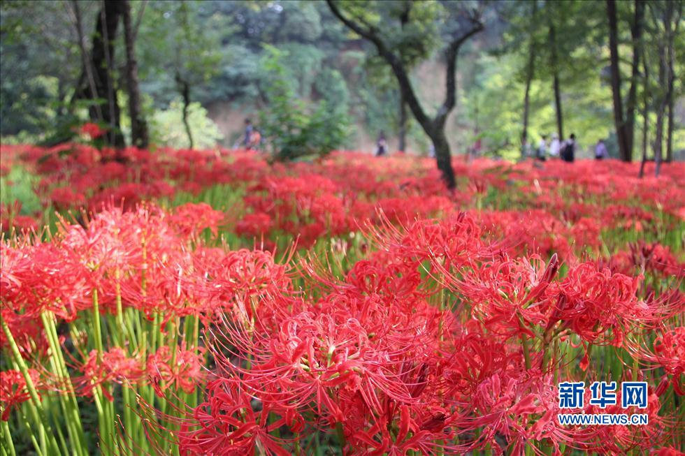 日本最大的曼珠沙華簇生地迎來花開時節(jié)(組圖)