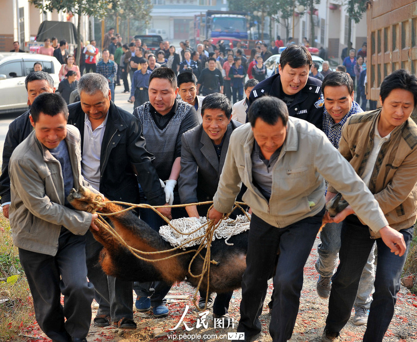 鬣羚夜闖民宅 警民聯(lián)手護送回家(組圖)
