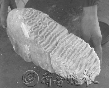 山東臨沂疑現(xiàn)5萬年前象牙化石 已經(jīng)初步確認(圖)