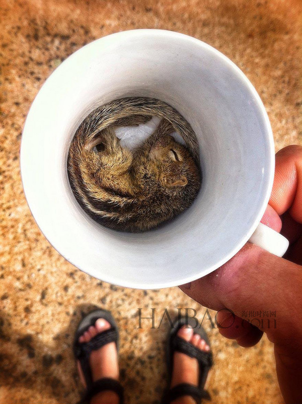 被遺棄的小松鼠萌醒地球人(組圖)