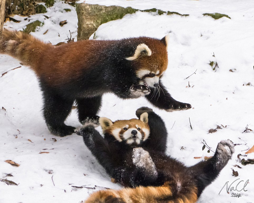 逗趣！美動物園小熊貓雪中嬉鬧打滾(組圖)