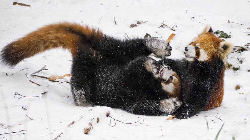 逗趣！美動物園小熊貓雪中嬉鬧打滾(組圖)