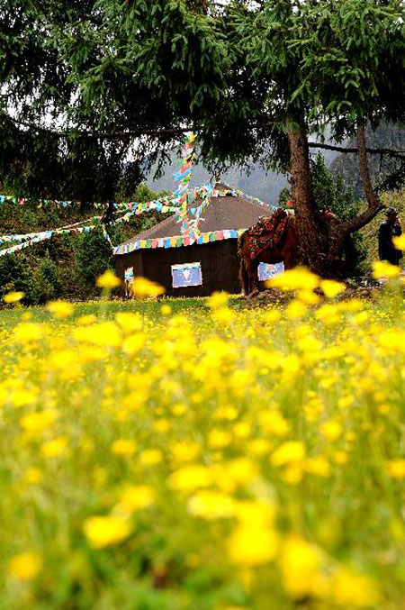 Forest coverage rate in Tibet rises to 11.91%