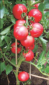 TLC and TCM help 'hanging garden' grow