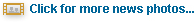 Endangered Ugandan gorillas join Facebook, MySpace
