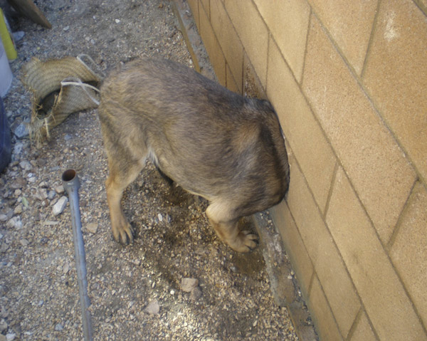 Dog gets head stuck in hole