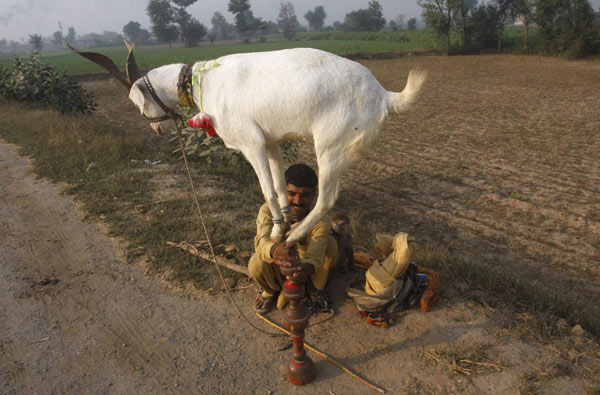 Goat on wooden sticks