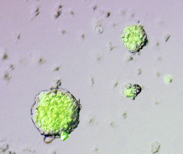 Japan commends breakthrough in stem cell research