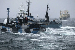 Whale stranded on Gold Coast