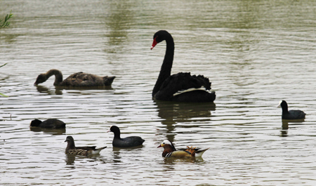 黃河三角洲---鳥的樂園