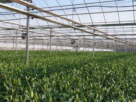 云南花卉熱銷(xiāo)海外市場(chǎng) 出口量和出口額同比增長(zhǎng)51.5%、11.7%