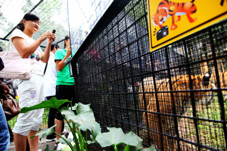 萬余游客周末涌進(jìn)云南野生動(dòng)物園體驗(yàn)“深入虎穴”