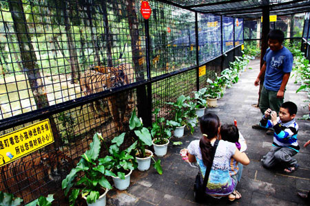 萬余游客周末涌進(jìn)云南野生動(dòng)物園體驗(yàn)“深入虎穴”