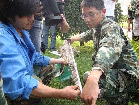 昆明武警森林支隊(duì)安寧大隊(duì)解救鱷魚 移交動(dòng)物收容中心(圖)
