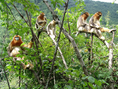 專家建議出臺靈長類動物旅游科學(xué)規(guī)范