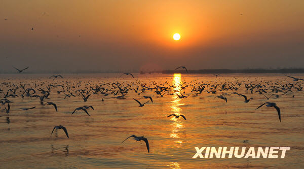 沙湖：候鳥(niǎo)越冬遷徙的“加油站”