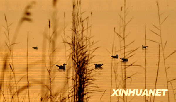 沙湖：候鳥(niǎo)越冬遷徙的“加油站”