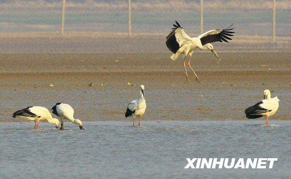 鶴舞鄱陽(yáng)湖