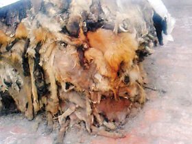 死豬私宰運(yùn)銷網(wǎng)絡(luò)曝光：死豬肉加工成羊肉卷